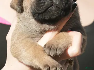 Cane Corso dogs Cane Corso Puppy 4 - Ad 26