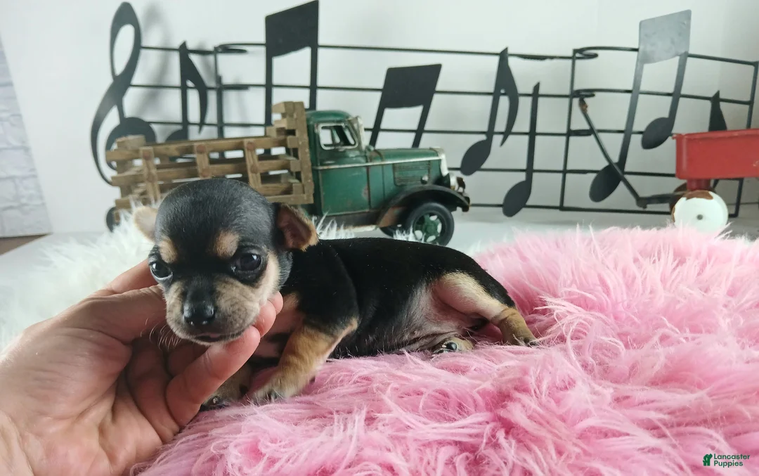 Chihuahua dogs for sale: Cece's blk tan girl, NATIONWIDE DELIVERY  - Ad 5