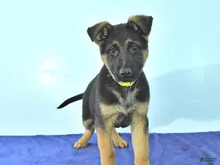 German Shepherd dogs Rusty - Ad 35