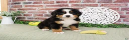 Bernese Mountain Dog dogs for sale: Freedom - Ad 2