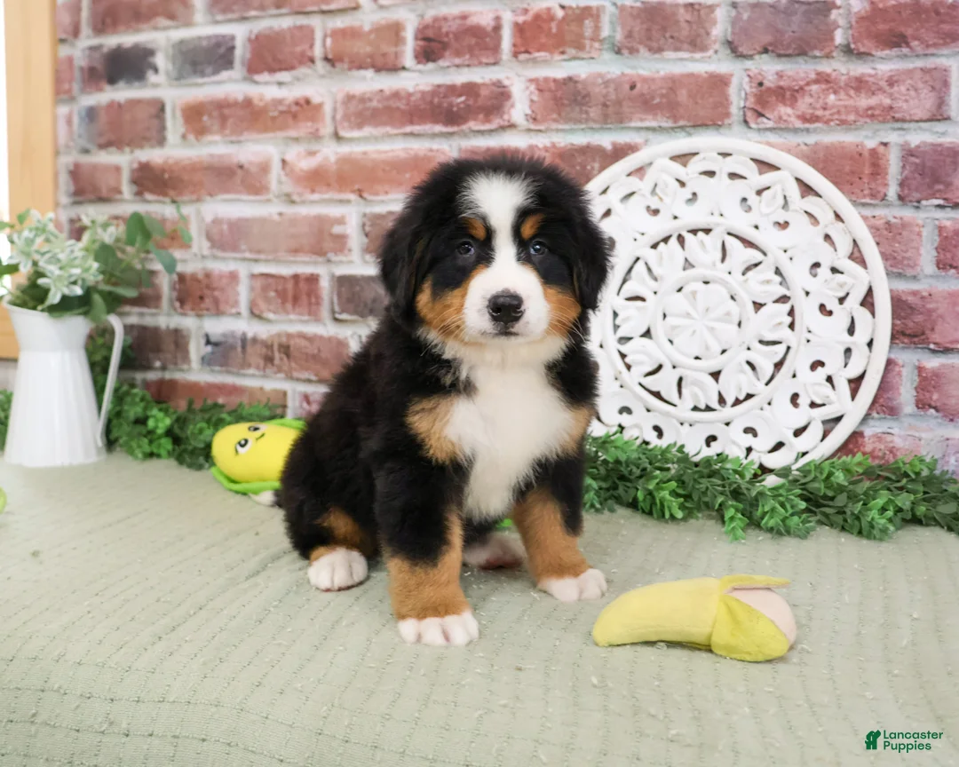 Bernese Mountain Dog dogs for sale: Freedom - Ad 2
