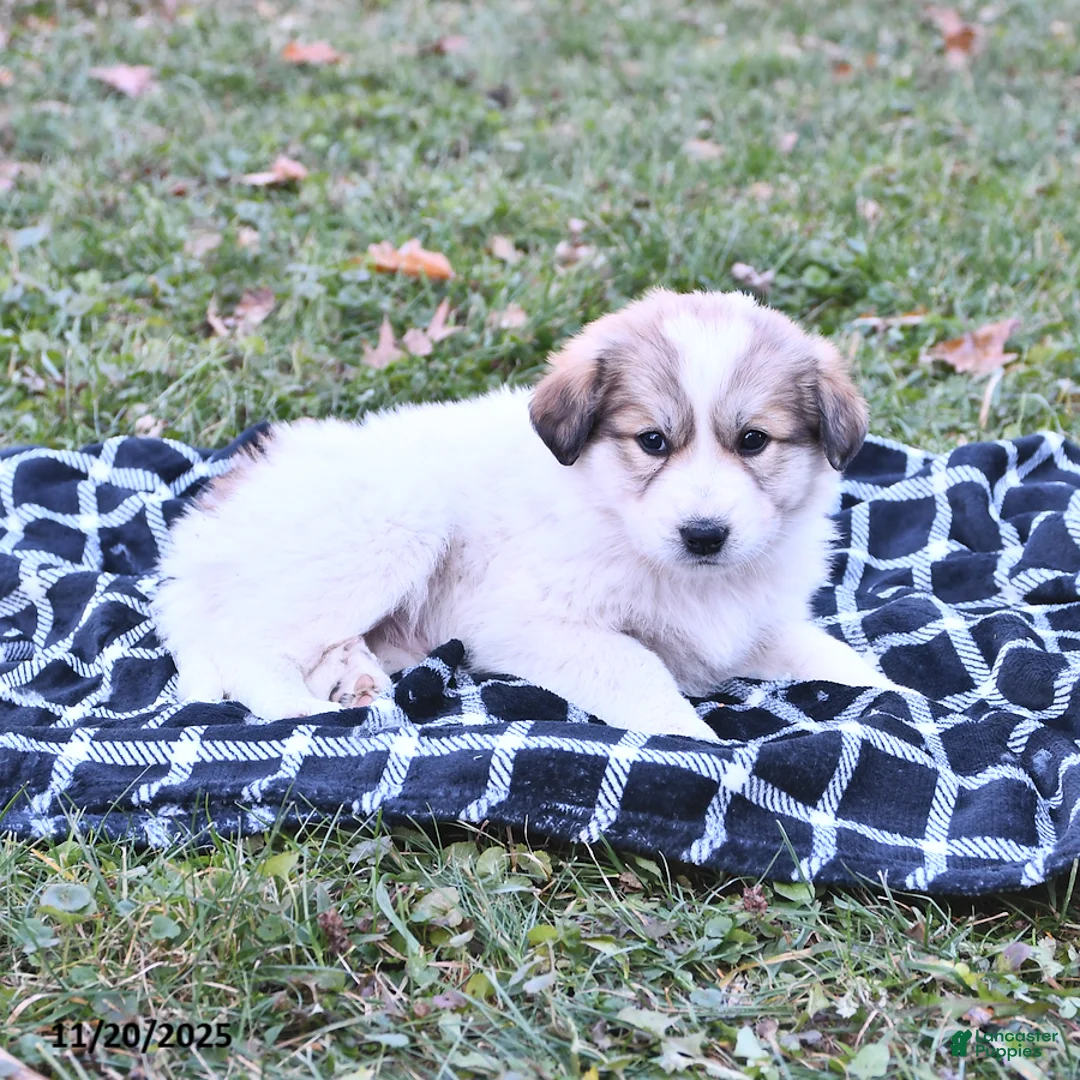 Great Pyrenees dogs for sale: Haley - Ad 17
