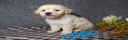 Bichpoo dogs for sale: Timmy - Ad 5