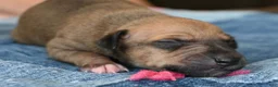 Italian Greyhound dogs for sale: Stormy - Ad 1
