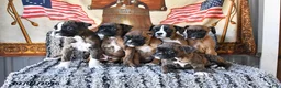 Boxer dogs for sale: Blossom - Ad 5