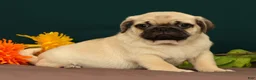 Pug dogs for sale: Taco - Ad 5