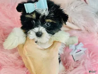 Yorkshire Terrier dogs Yorkshire Terrier Puppy 1 - Ad 21