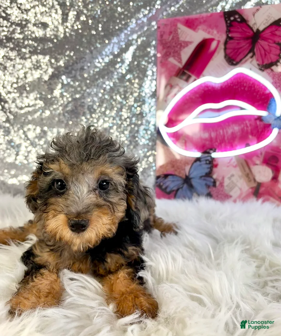 Bernedoodle dogs for sale: Ally Mae - Ad 2