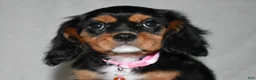 Cavalier King Charles Spaniel dogs for sale: Tessa - Ad 9
