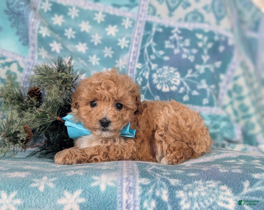 Havapoo dogs for sale: Blaine Ready for Christmas! - Ad 7
