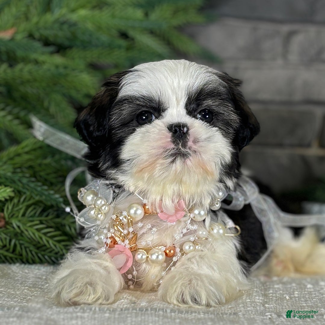Shih Tzu dogs for sale: Carols - Ad 2