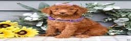 Standard Poodle dogs for sale: Rosie - Ad 10