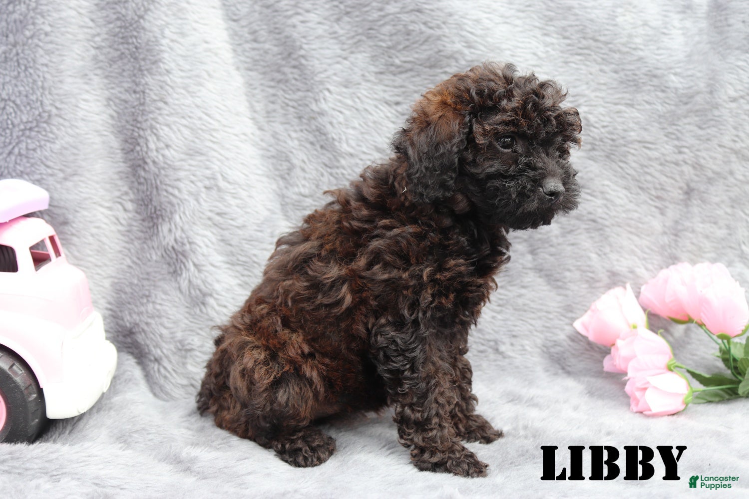 Mini Goldendoodle dogs for sale: Libby - Ad 5