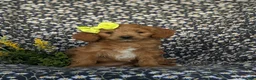 Mini Goldendoodle dogs for sale: Belinda Hypoallergenic - Ad 2