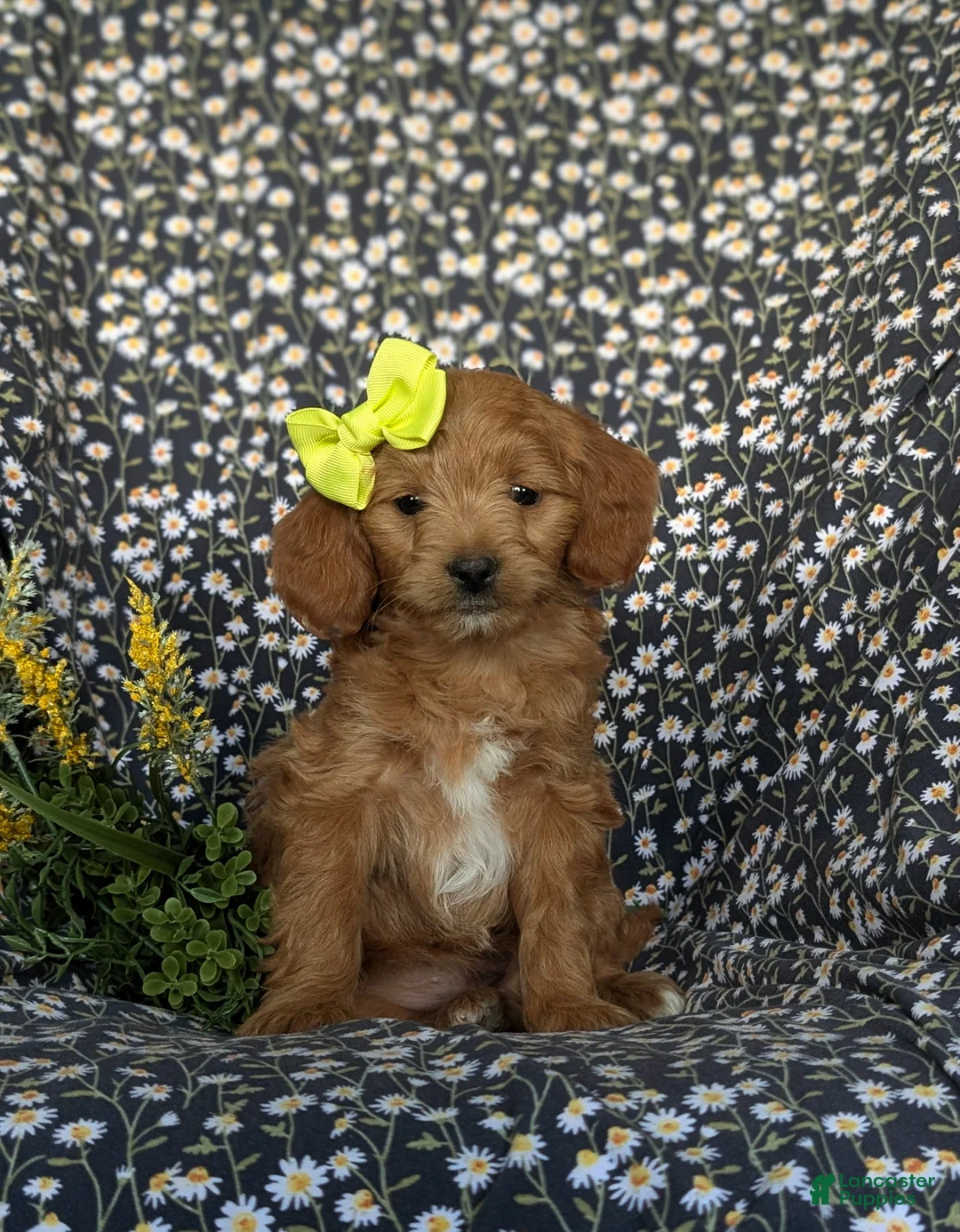 Mini Goldendoodle dogs for sale: Belinda Hypoallergenic - Ad 2