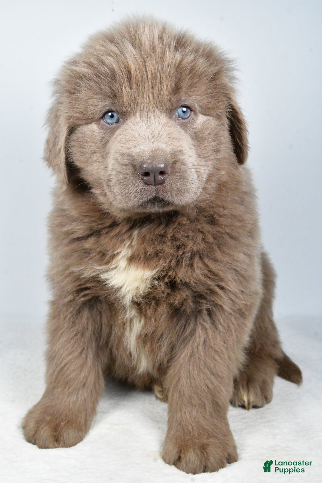 Newfoundland dogs for sale: Duke - Ad 7