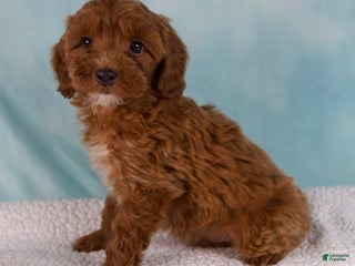 Cavapoo dogs - Ad 23