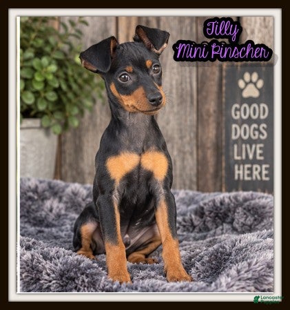 Miniature Pinscher dogs Tilly - Ad 1