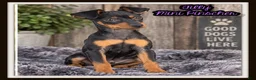 Miniature Pinscher dogs for sale: Tilly - Ad 1