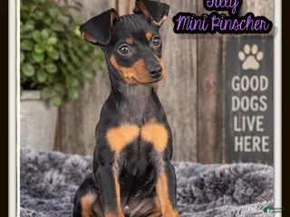 Miniature Pinscher dogs Tilly - Ad 1