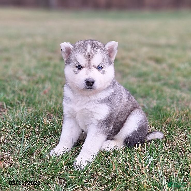 Gerberian Shepsky dogs Chief - Ad 1