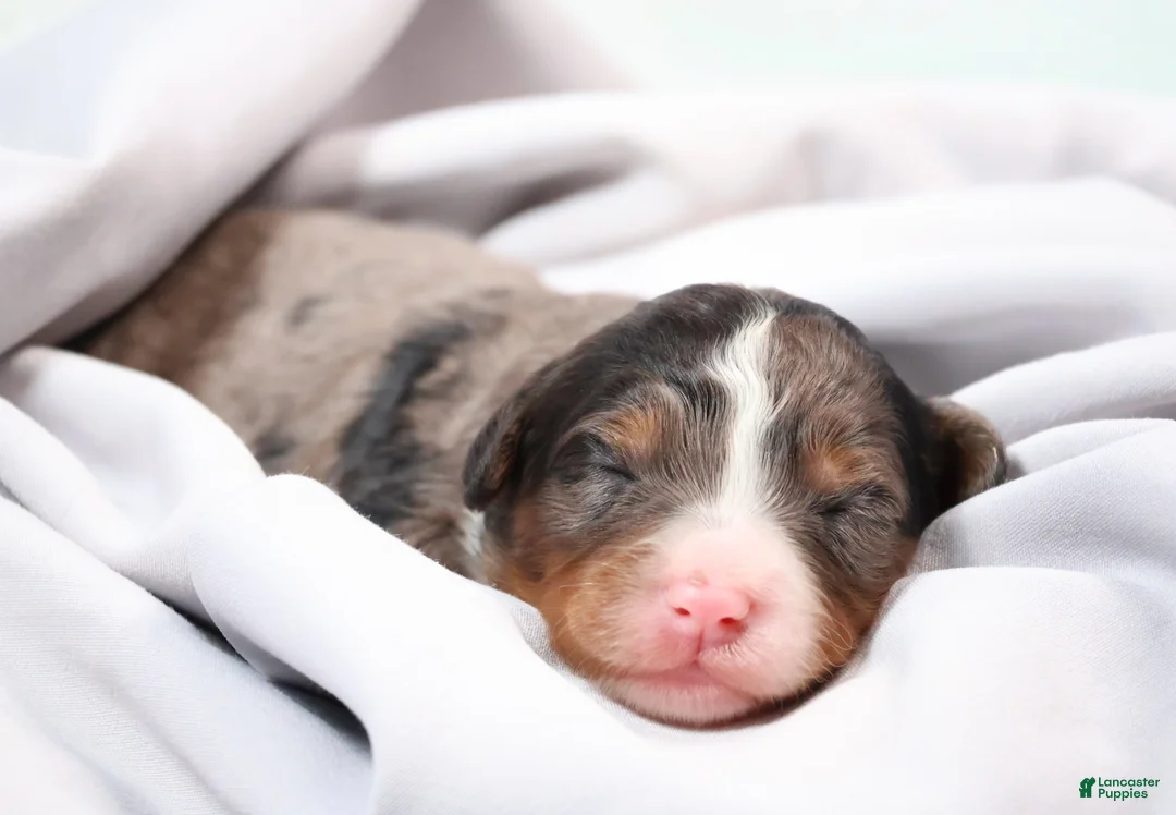 Mini Bernedoodle dogs for sale: Cherish  - Ad 1