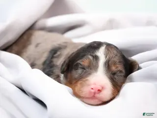 Mini Bernedoodle dogs Cherish - Ad 7