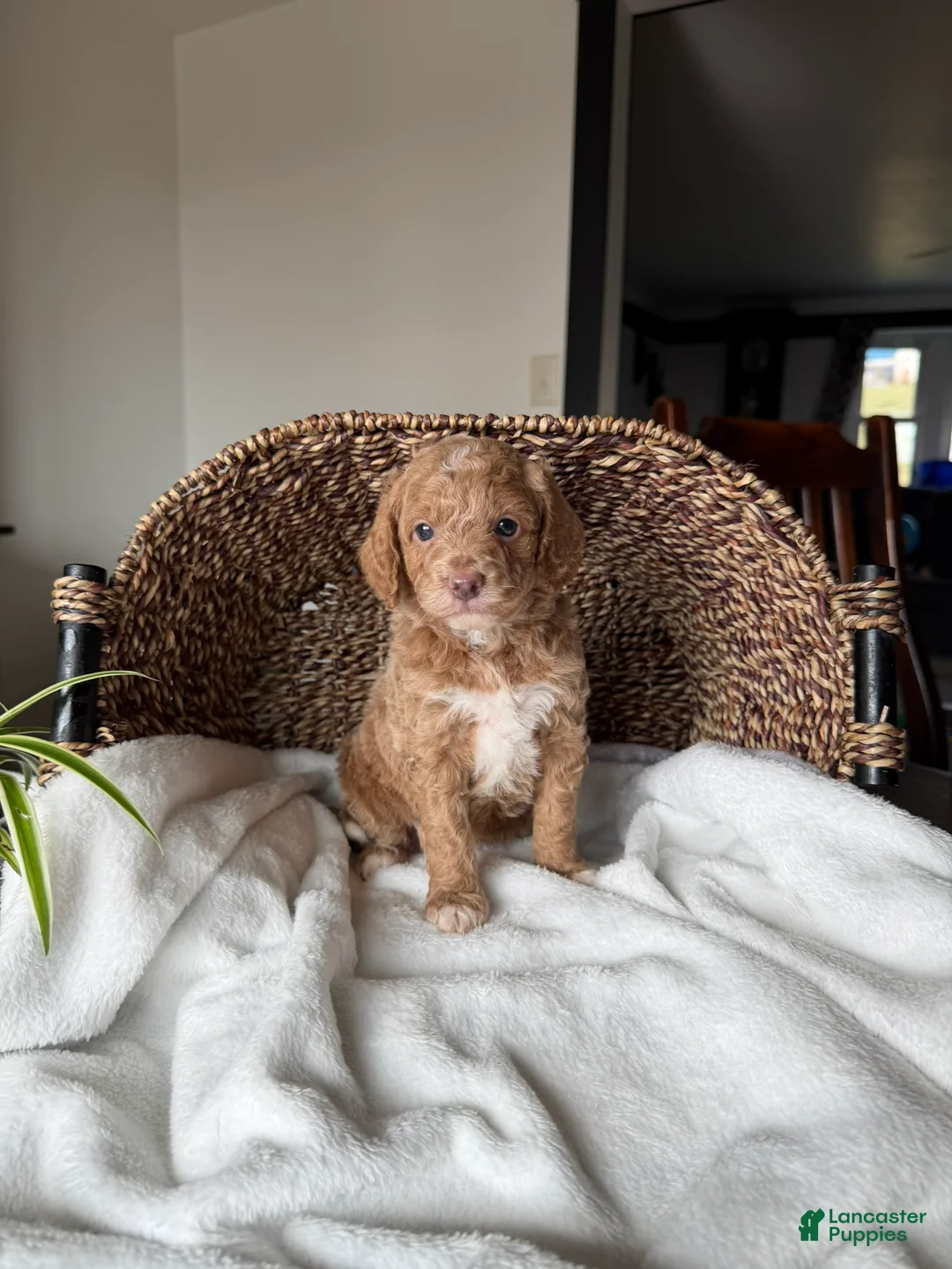Mini Goldendoodle dogs for sale: Daisy - Ad 4