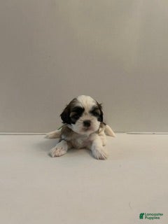 Shih Tzu dogs Shih Tzu baby boy green - Ad 5