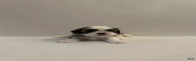 Shih Tzu baby boy green
