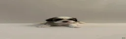 Shih Tzu dogs for sale: Shih Tzu baby boy green - Ad 1