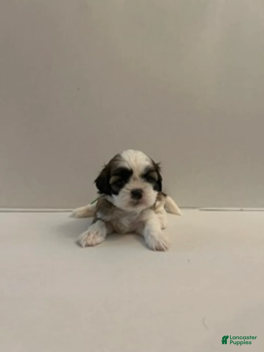 Shih Tzu dogs for sale: Shih Tzu baby boy green - Ad 1