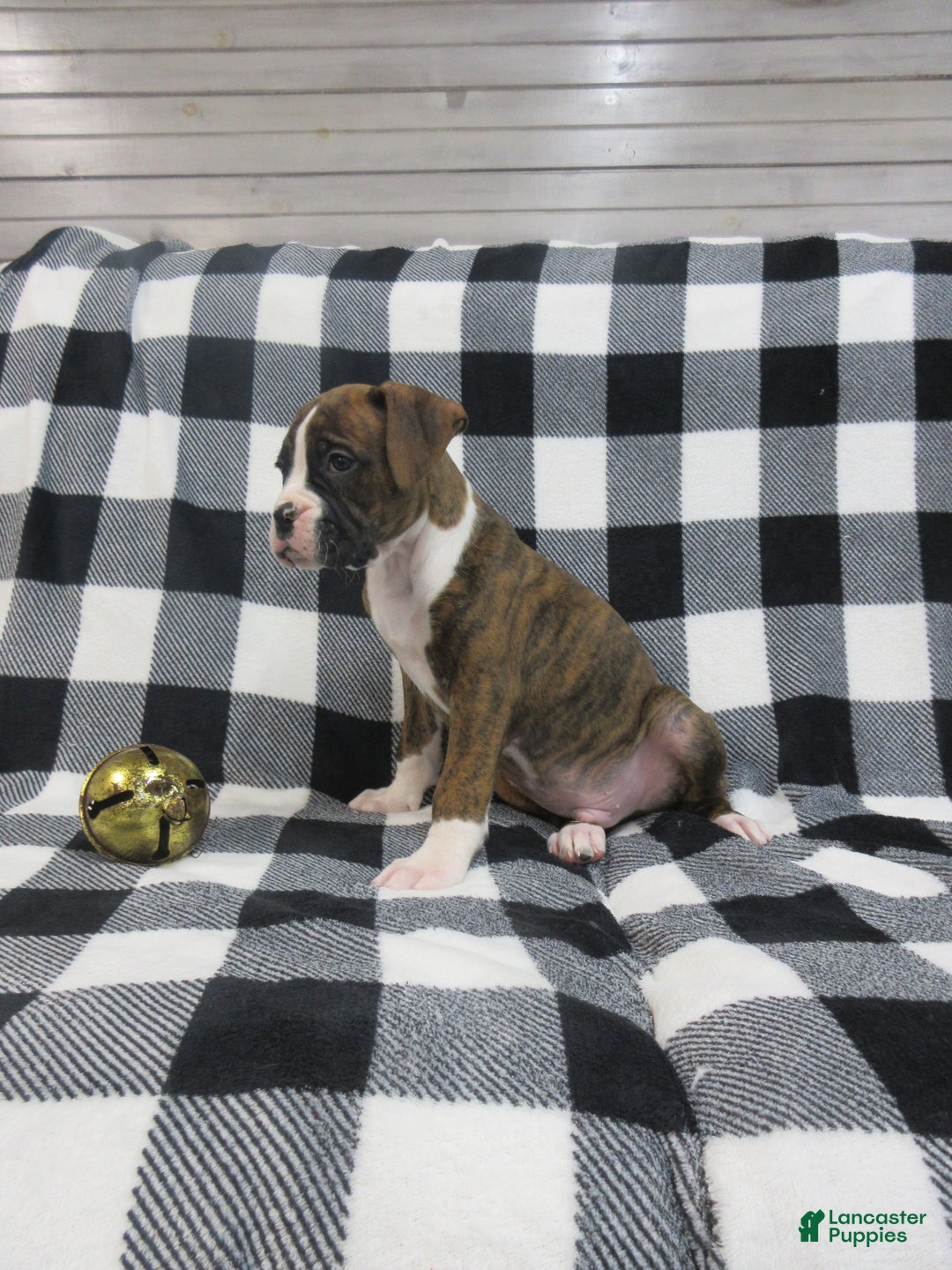 Boxer dogs for sale: Zeke - Ad 5