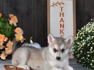 Gerberian Shepsky dogs - Ad 22