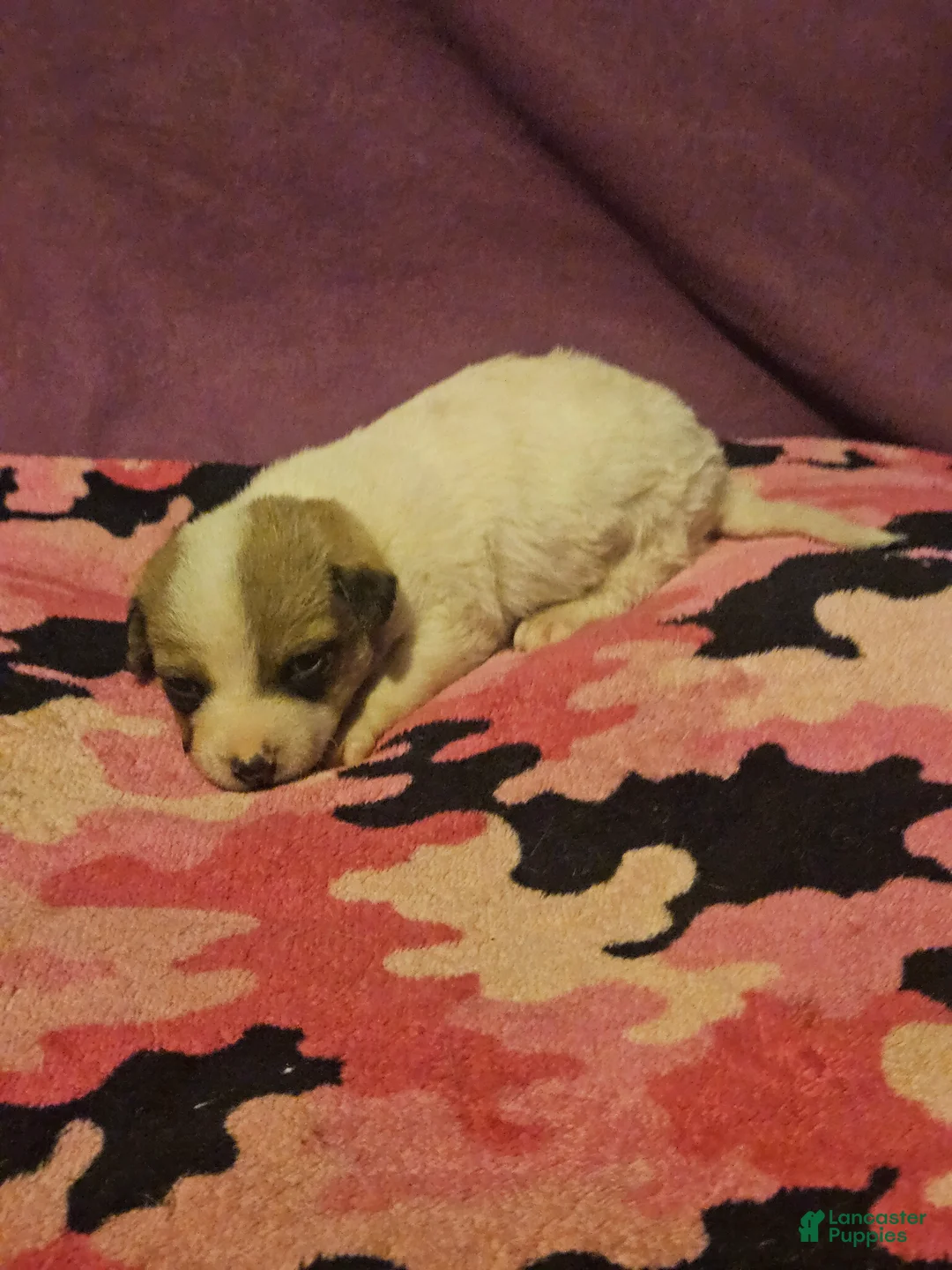 Chihuahua dogs for sale: Charlie - Ad 2