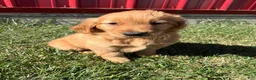 Golden Retriever dogs for sale: Emma - Ad 2