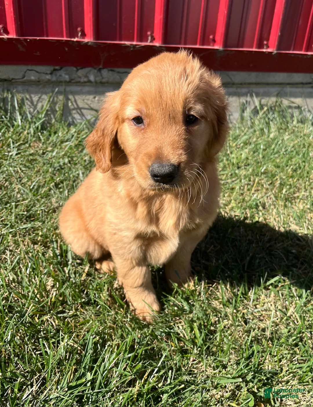 Golden Retriever dogs for sale: Emma - Ad 2