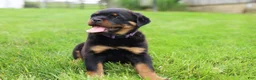 Rottweiler dogs for sale: Roxy - Ad 2