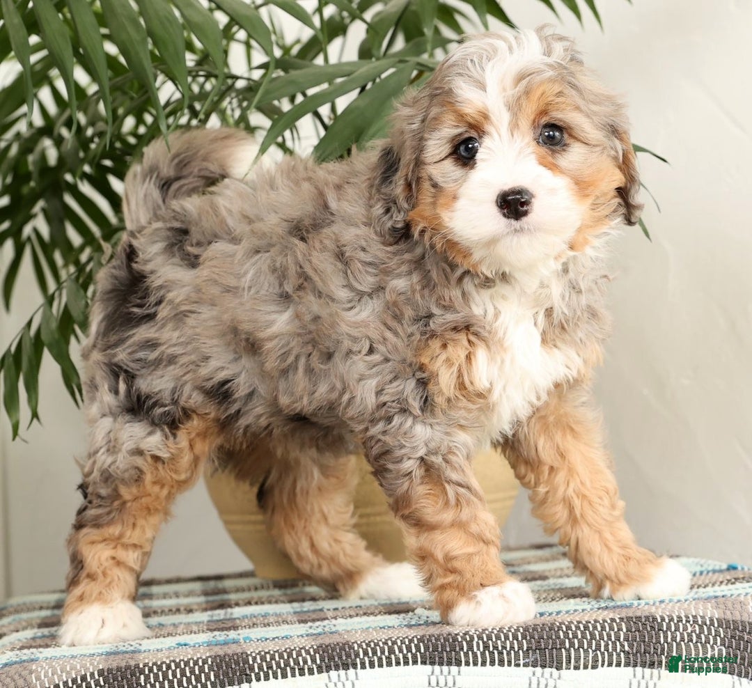 Mini Bernedoodle dogs for sale: Twinkle - Ad 4