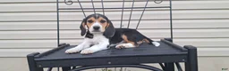 Beagle dogs for sale: PIPER - Ad 5