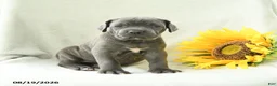 Cane Corso dogs for sale: Beverly - Ad 3