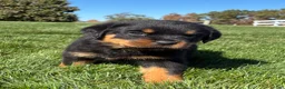 Rottweiler dogs for sale: Roman - Ad 3