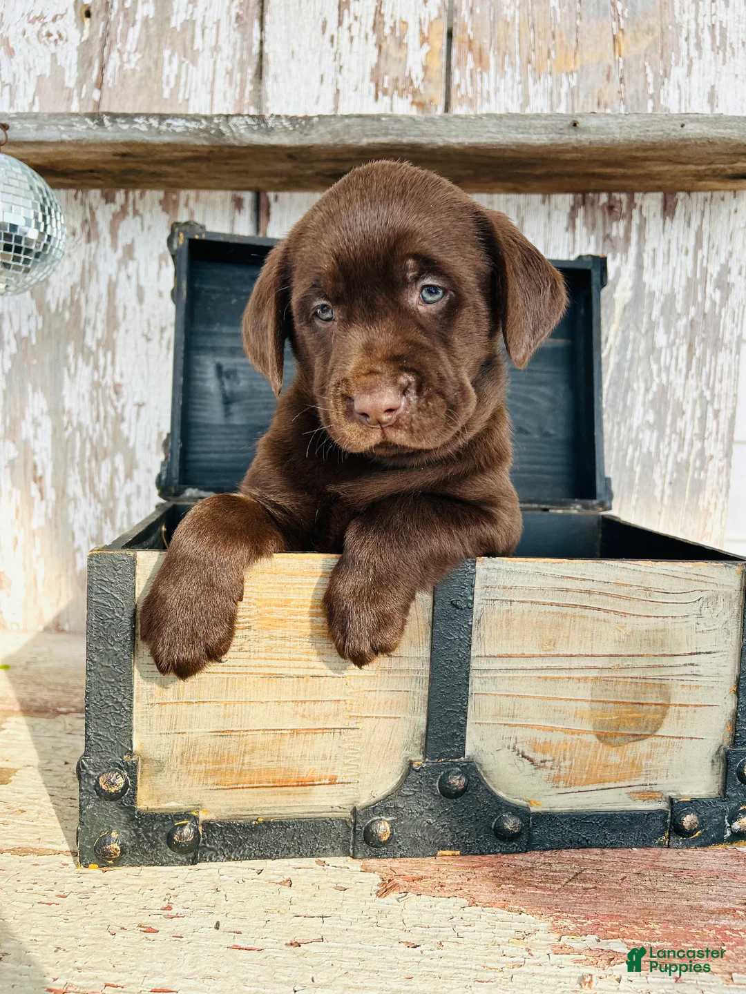 Labrador Retriever dogs for sale: Rover - Ad 2