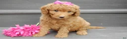 Mini Goldendoodle dogs for sale: Sunny - Ad 5