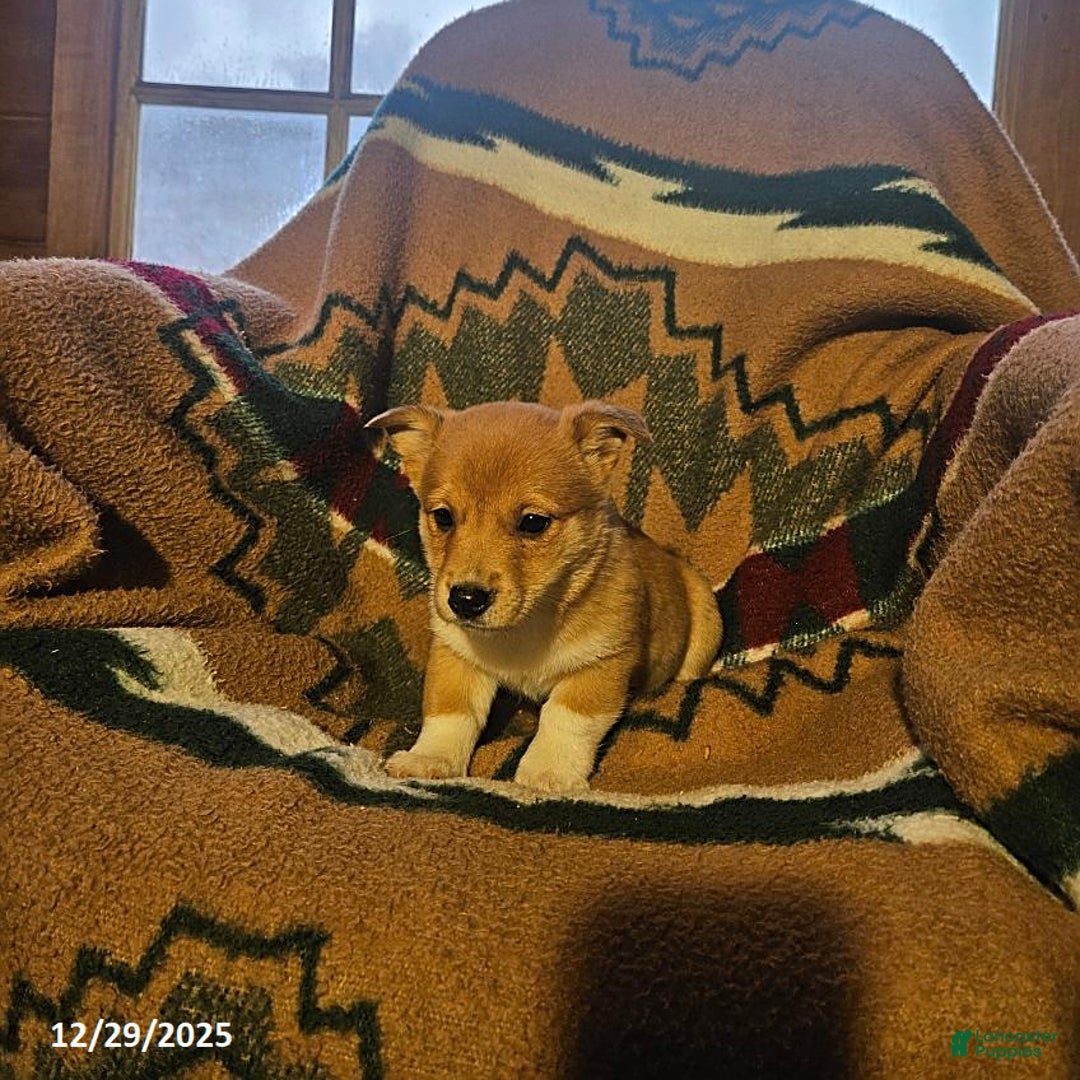 Mixed Breed dogs for sale: Sandy - Ad 1