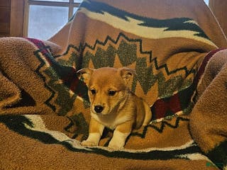 Mixed Breed dogs Sandy - Ad 31