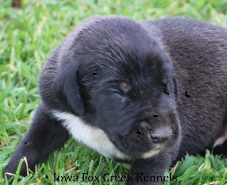 Great Dane dogs Max - Ad 4