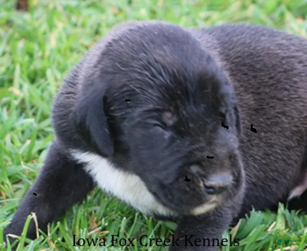 Great Dane dogs for sale: Max - Ad 1