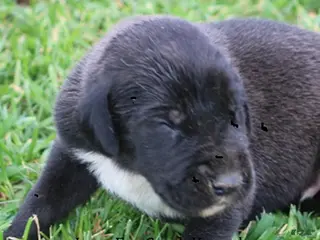 Great Dane dogs Max - Ad 1