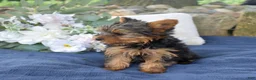Yorkshire Terrier dogs for sale: Pretzel - Ad 4
